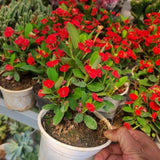 Red Crown of Thorns Plant Live for Planting