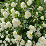 Climbing Rose Live Plant, Fragrant Rose Flower Plant, 2-3 Inch Tall