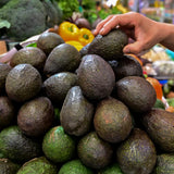 HASS Avocado Tree Live Plant, Landscape Fruit Tree, 5-7 Inch Tall