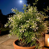 Night Blooming Jasmine Flower Live Plant, 4-6 Inch Tall