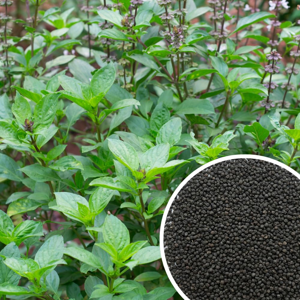500 Basil Seeds for Planting, Container Garden Seeds