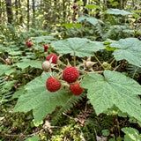 Red Live Thimbleberry Plant, Berry Fruit Plant, 3-5 Inch Tall, 5 Inch Pot