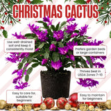 Purple True Christmas Cactus Live Plant, Desk Shelf Plant, 4-6 Inch Tall