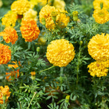 Orange African Marigold Flower Live Plant, 5-7 Inch Tall, 4 Inch Pot
