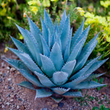 Blue Agave Live Plant, Xeriscape Garden Plant, 4 Inch Pot