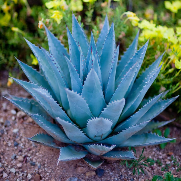 Blue Agave Succulent Plant Live, Rooted Starter Plant, 4-6 Inch Tall
