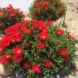 Red Ice Plant Live Plant, Ground Cover, 4 Inch Pot