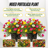 4 Assorted Portulaca Plants Live, Hardy Garden Plant, 4-7 Inch Tall