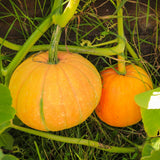 Orange Pumpkin Live Plant, 4-6 Inch Tall, 4 Inch Pot