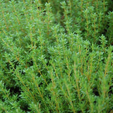 Live Common Thyme Plant, Culinary Thyme Herb Plant