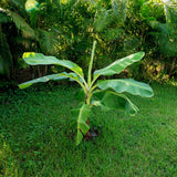 Cold Hardy Basjoo Banana Plant Live, Sweet Fruit Banana Tree 4-7 Inch Tall