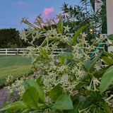 White Night Blooming Jasmine Flower Live Plant, Flower Vine, 4-6 Inch Tall