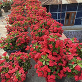 Live Red Crown of Thorns Plant 4 Inch Pot