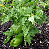 Sweet Bell Peppers Live Plant, 4 Inch Pot, 3-6" Tall