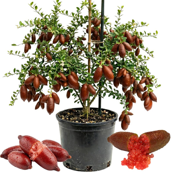 Red Finger Lime Live Tree, 1-2 Ft Tall, 3 Gallon Pot for Growing