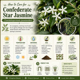 Star Jasmine Live Plant, Well-Rooted Flower Plant, 4-6 Inch Tall