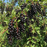 Chokecherry Live Plant, 5-8 Inches Tall