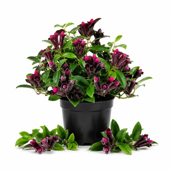 Purple Star Lipstick Plant Live, Well-Rooted Houseplant, 4 Inch Pot