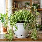 Variegated Spider Plant Live, Indoor Houseplant, 4-6 Inch Tall