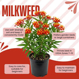 Set 2 Tropical Milkweed Live Plant 4-6" Tall
