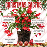 Red Christmas Cactus Plant Live, Desk Shelf Plant, 4-6 Inch Tall