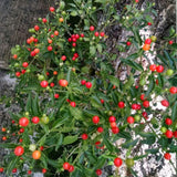 Hot Chiltepin Pepper Plant Live 4" Pot, 3–6" Tall