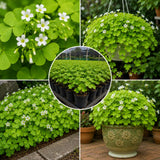Green Shamrock Oxalis Plant Live, Indoor Houseplant, 3-6 Inch Tall
