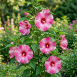 2 White Hibiscus Bushes Live Plants, Vibrant Bloom Plant, 7-9 Inch Tall