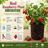 2 Red Raspberry Live Plants, Edible Berry Plant, 4-6 Inch Tall, 4 Inch Pot