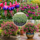 Blue Fuchsia Plant Live, Flower Plant, 4-8 Inch Tall, 5 Inch Pot