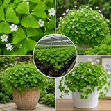 Green Live Shamrock Oxalis Plant, Easy Care Houseplant, 5-7 Inch Tall