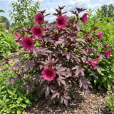 Pack 3 Cranberry Hibiscus Plant Live,4-6" Tall