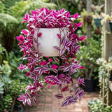 Pink Wandering Jew Live Plant, Desk Shelf Plant, 3-5 Inch Tall, 3 Inch Pot