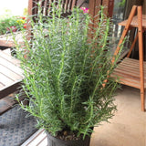 Rosemary Plant Live, Indoor Outdoor Herb Plant, 10-12 Inch Tall