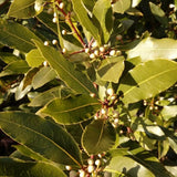 Bay Leaf Tree Live Plant, Bay Laurel Herb, 8-10 Inch Tall