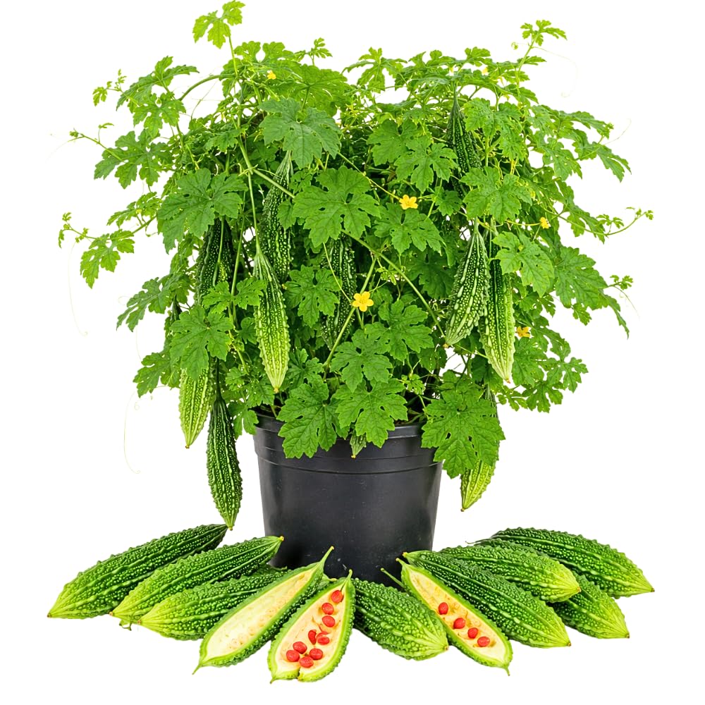 Green Bitter Melon Live Plant, Fast Growing Vine, 4-7 Inch Tall, 4 Inch Pot