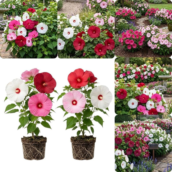 Set 2 Mix Hibiscus Plant Live