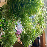 Live Variegated Curly Spider Plant