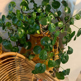 Pilea Peperomioides Houseplant Live, 4" Pot
