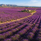 2 Spanish Lavender Live Plants, Hardy Perennial Flower Plant, 3-5 Inch Tall