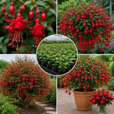 Red Fuchsia Live Plant, Flower Plant, 4-8 Inch Tall, 5 Inch Pot