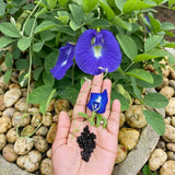 100 Butterfly Pea Seeds, Seeds for Home Garden