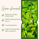 Green Shamrock Oxalis Live Plant, Trailing Indoor Houseplant, 3.5 Inch Pot