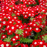 3 Red Live Verbena Plants