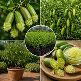 Green Finger Lime Tree, Finger Lime Fruit Tree, 1 Gallon Pot