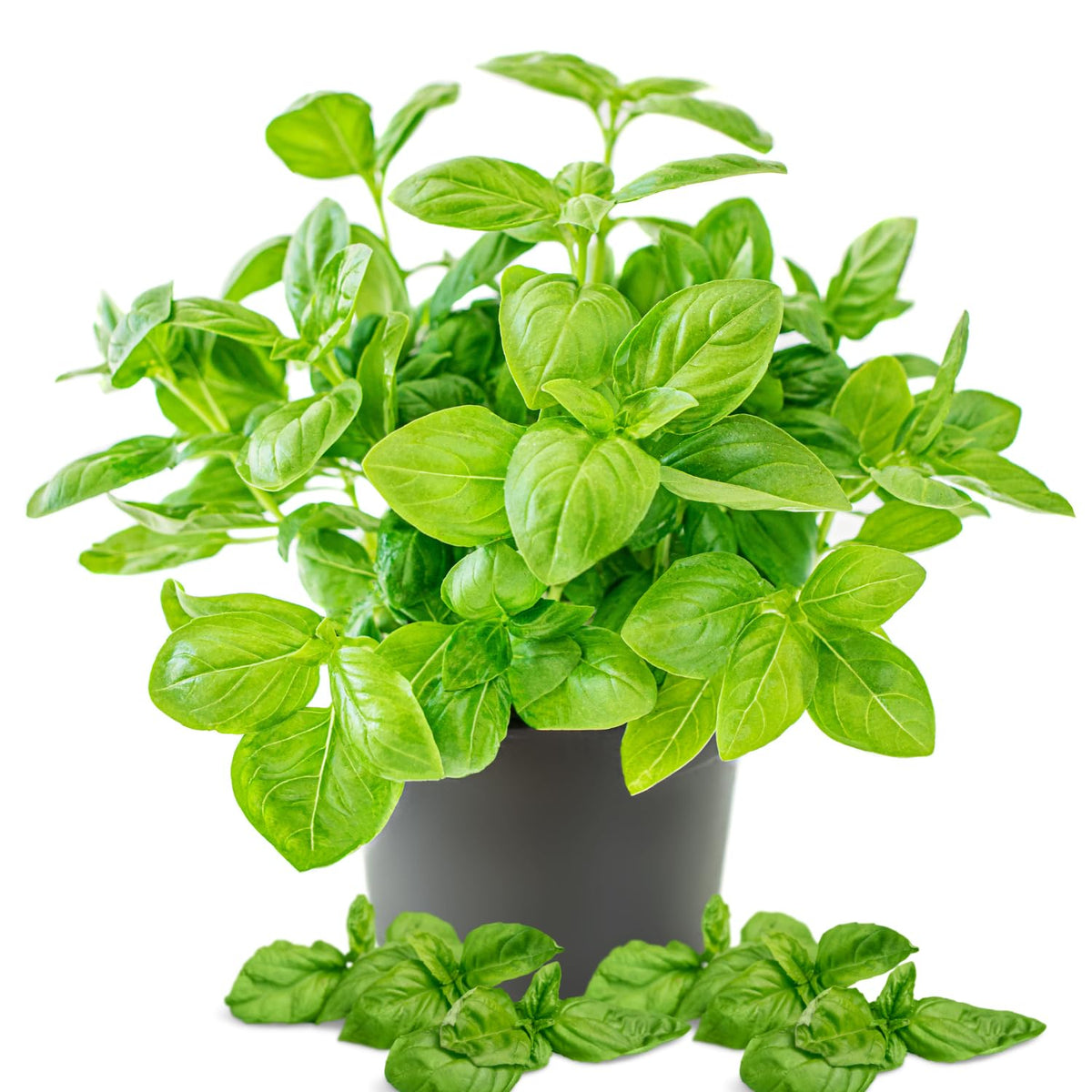 Sweet Basil Plant Live, Basil Herb Plant Outdoor Growing, 3-4 Inch Tall