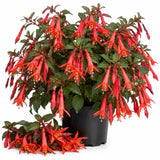 Orange Red Fuchsia Live Plant, Fushsia Flowers, 4-8 Inch Tall, 5 Inch Pot