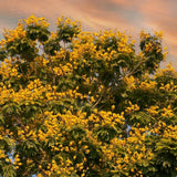 2 Yellow Cassia Plants Live, Well-Rooted Flower Tree, 4-6 Inch Tall