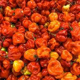 Red Habanero Pepper Plant Live, Hot Pepper Plant, 4-6 Inch Tall, 4 Inch Pot