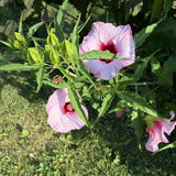 2 Rose Pink Hibiscus Live Plant, 3-6" Tall
